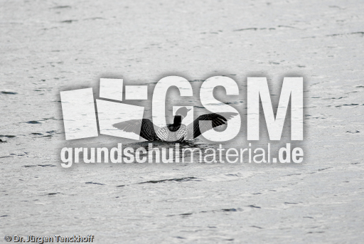 Eistaucher (17 von 26).jpg